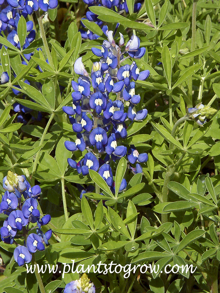 Texas Bluebonnet (Lupinus texensis)